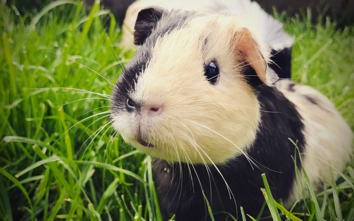 Cavia для морских свинок