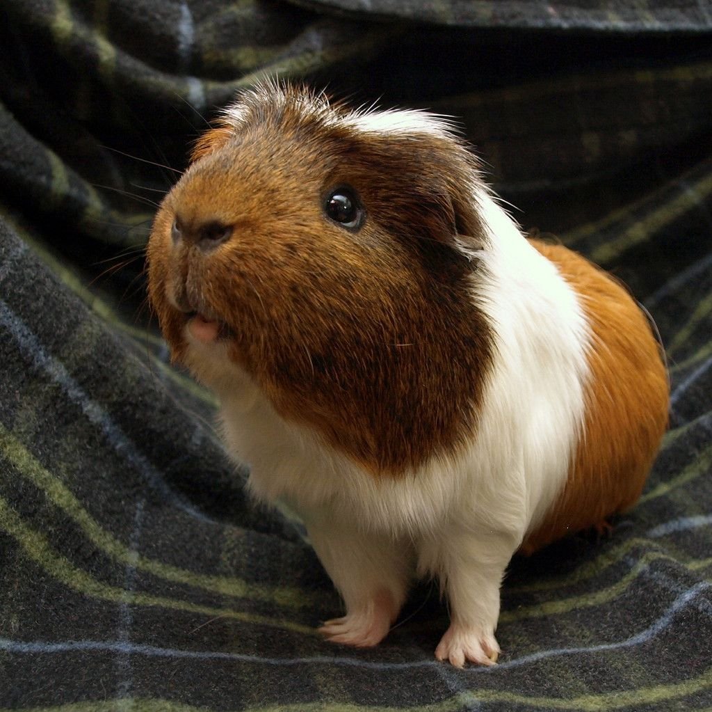 Морские свинки породы крестед