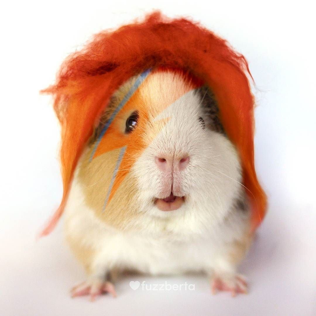 Крутая морская Свинка