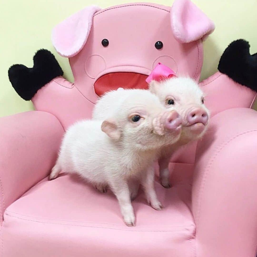 Белые мини Пиги