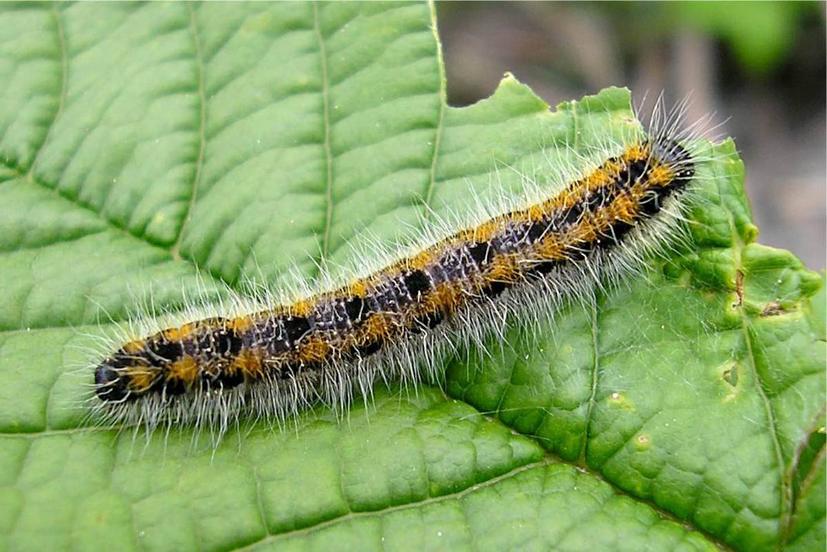 Гусеница бабочки боярышницы