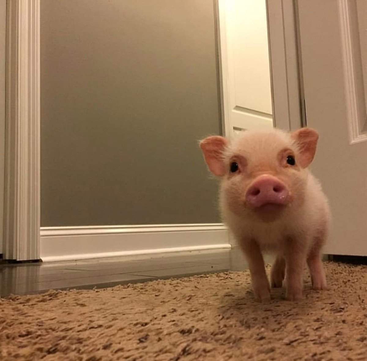 Белые мини Пиги