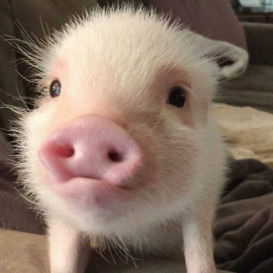 Милый поросенок