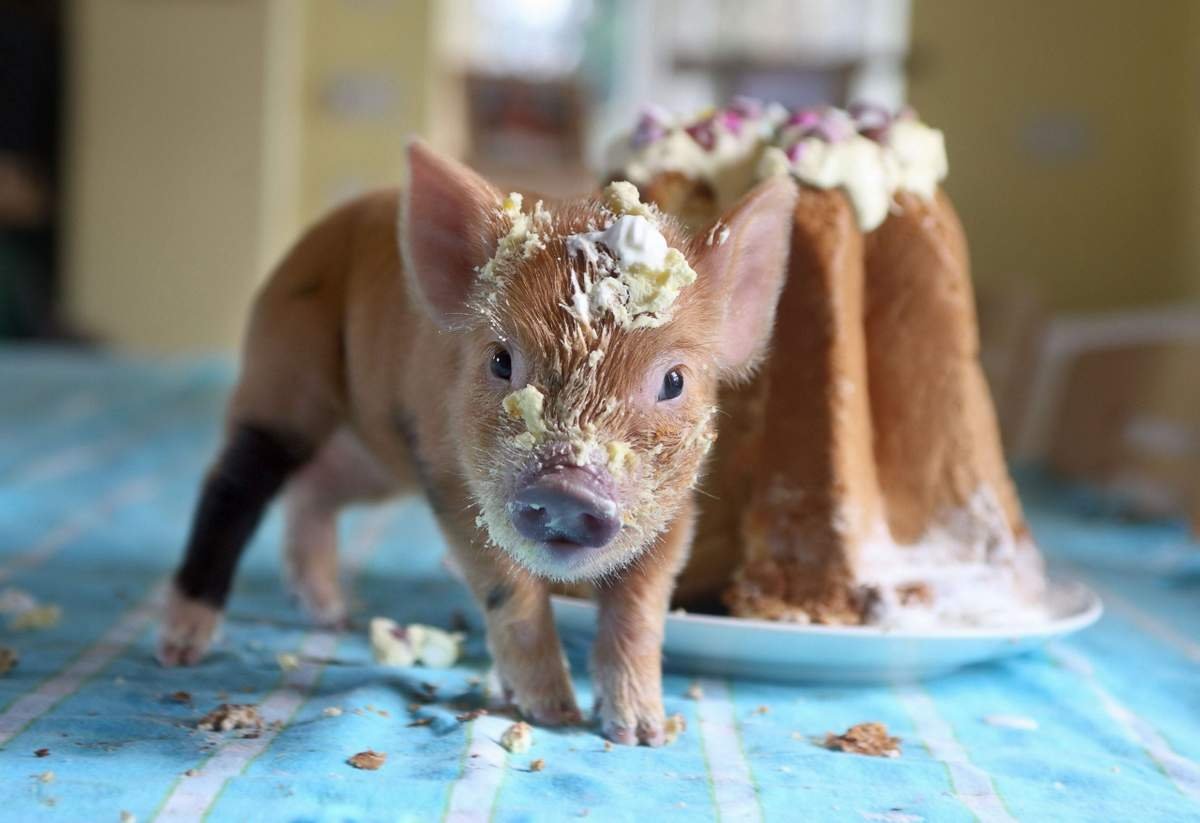 Свинка калифорния