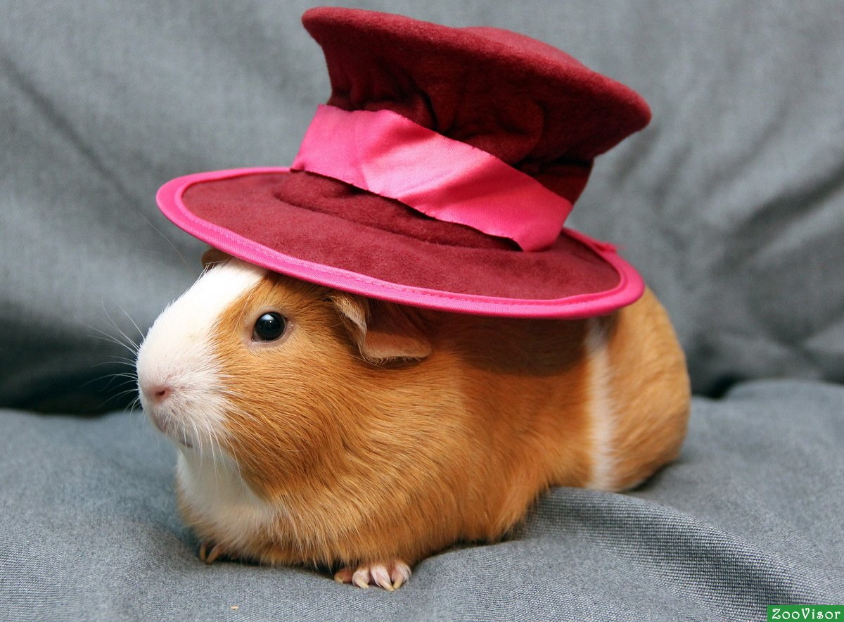 Свинка в шляпке