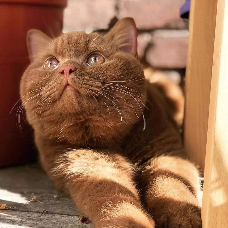 Карамельный кот