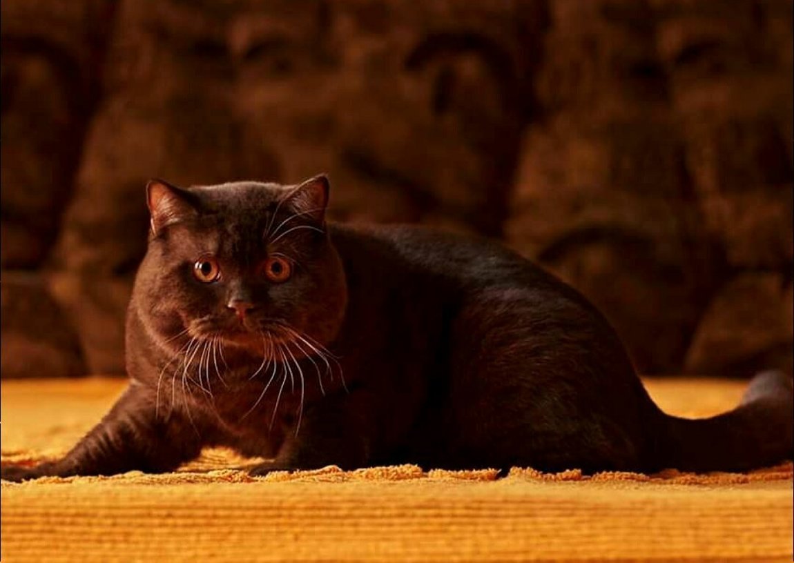 Британская кошка медная