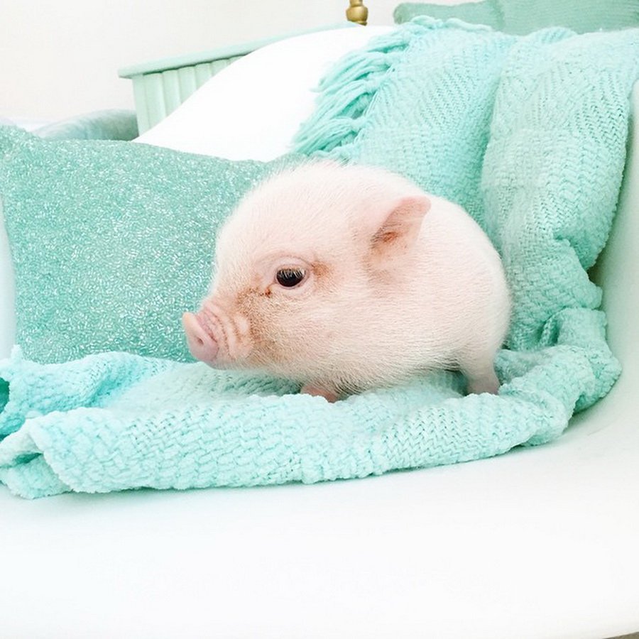 Свинка Пигги