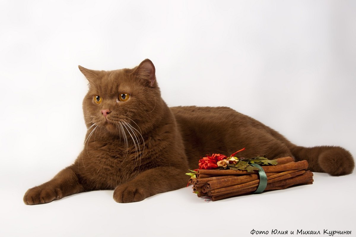 Британские котята циннамон