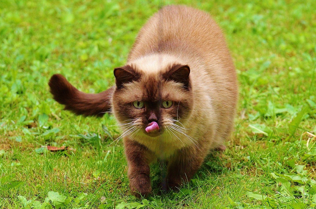 Коричневые коты