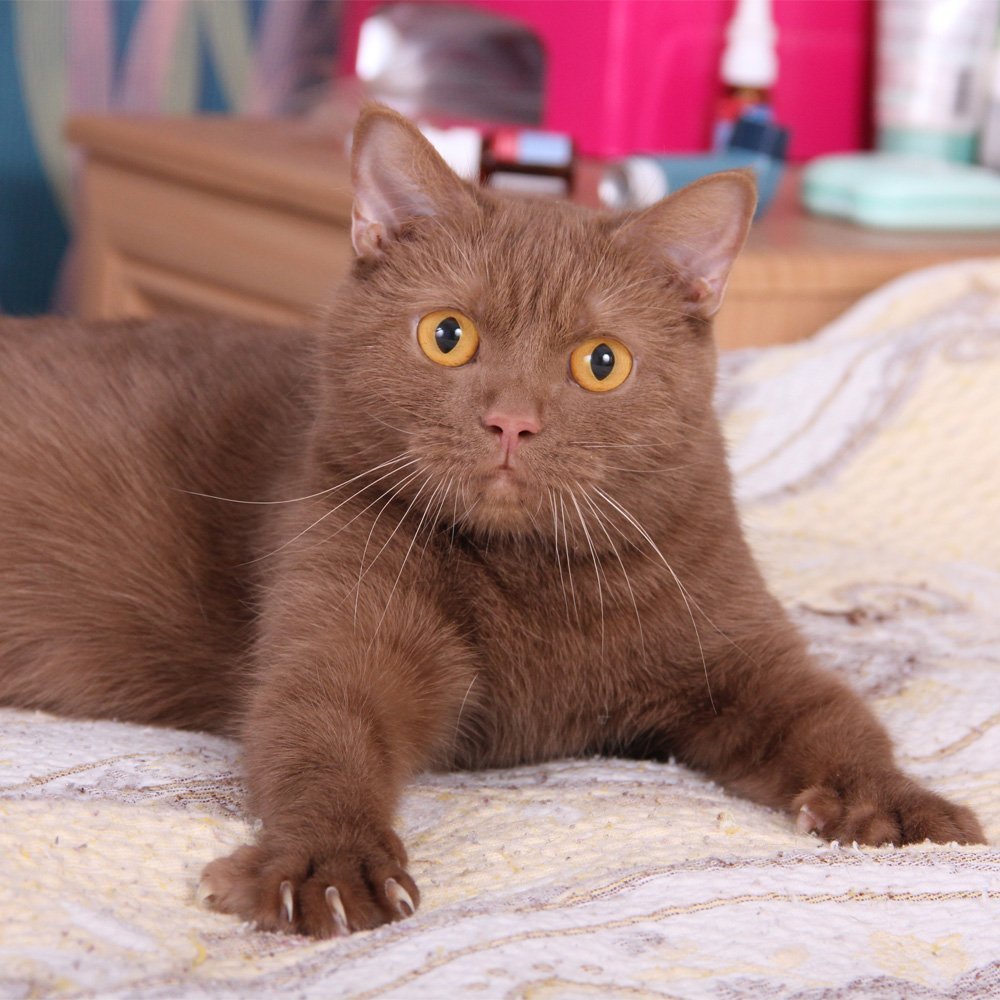 Британская короткошёрстная циннамон