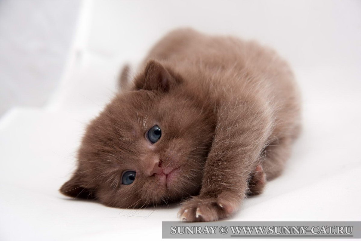 Коричневый котенок