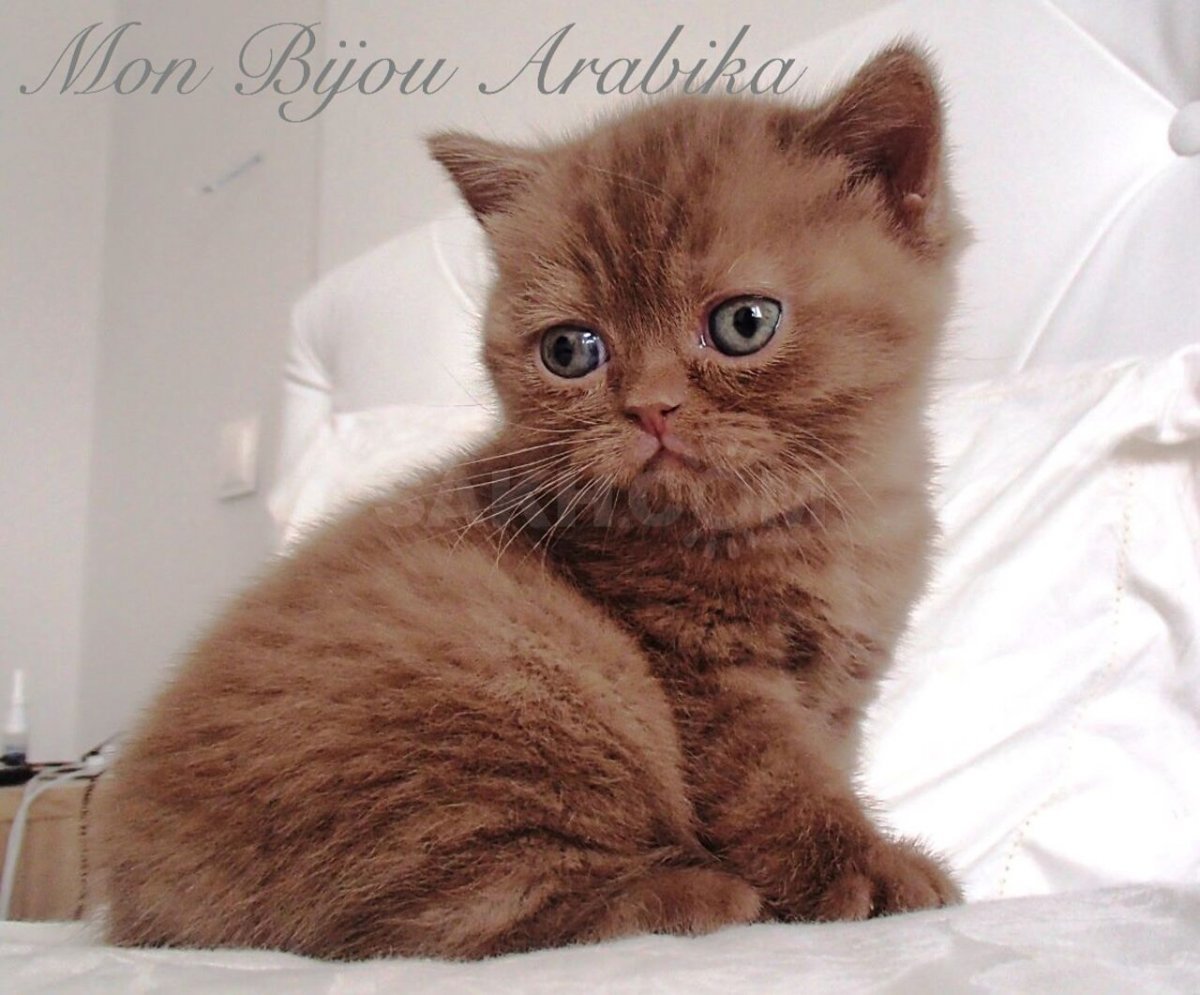 Британские котята окрас циннамон