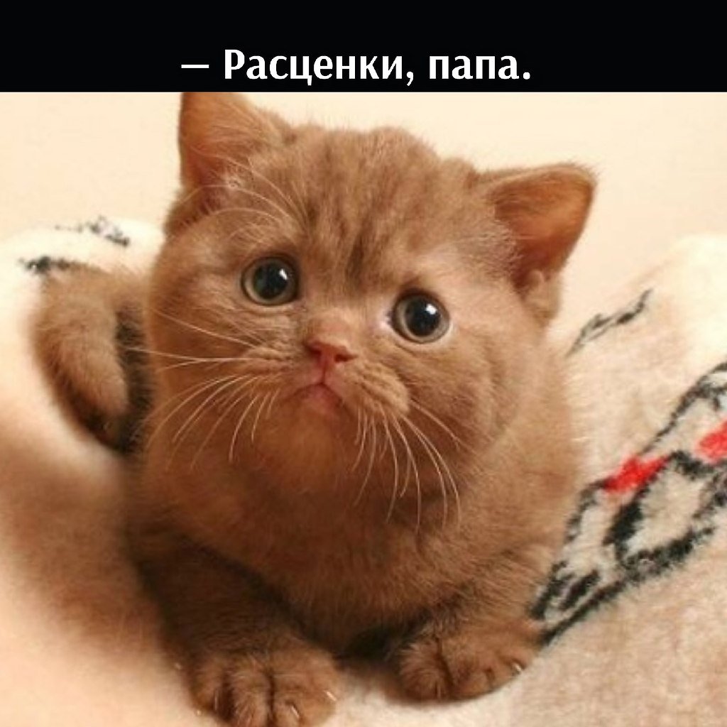 Британская кошка табби циннамон