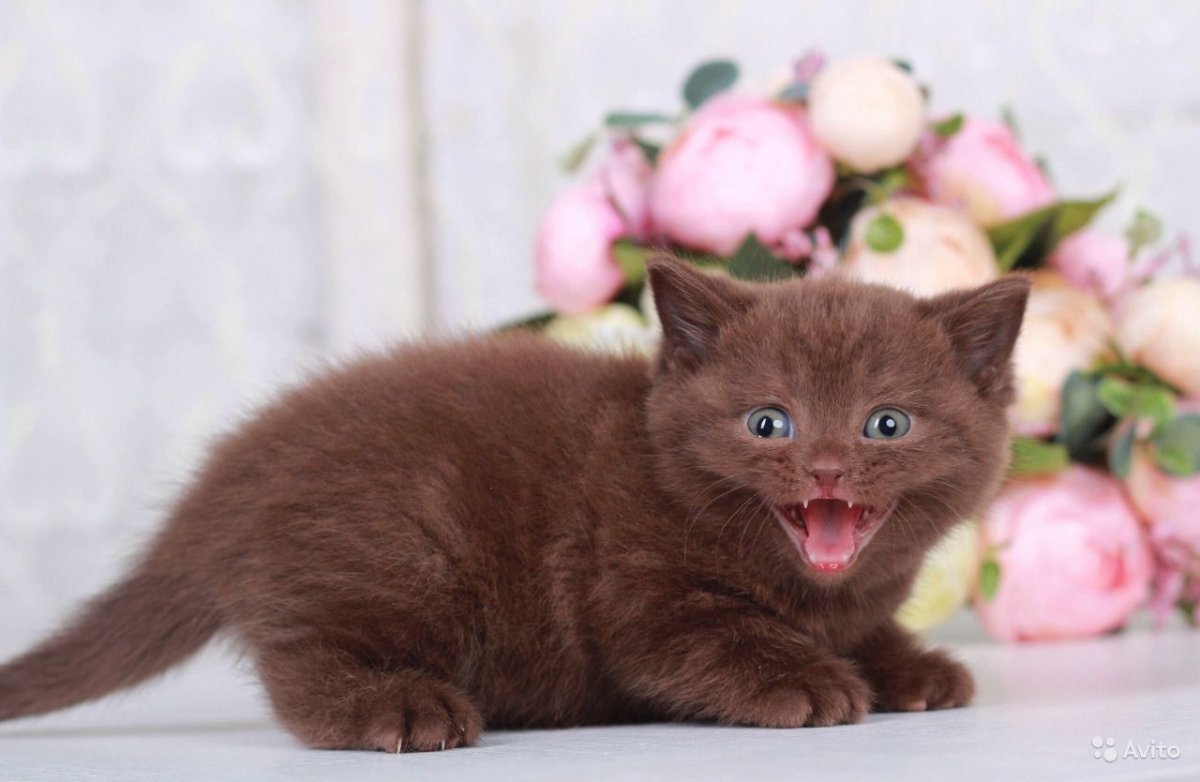 Котенок британец циннамон