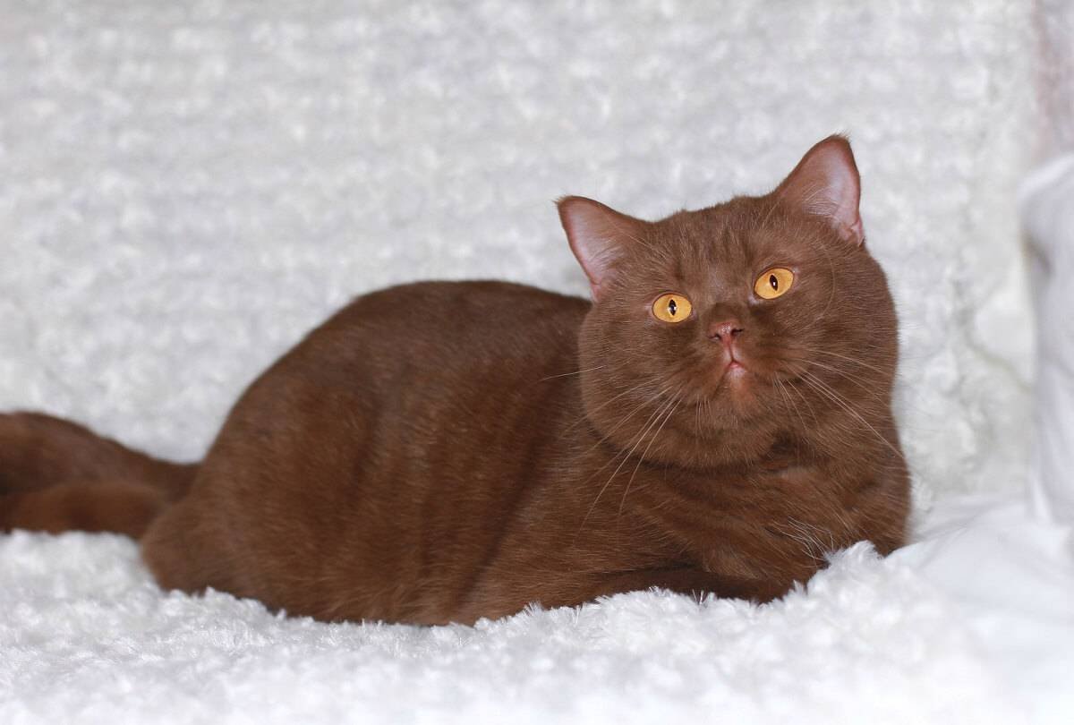 Шотландский циннамон