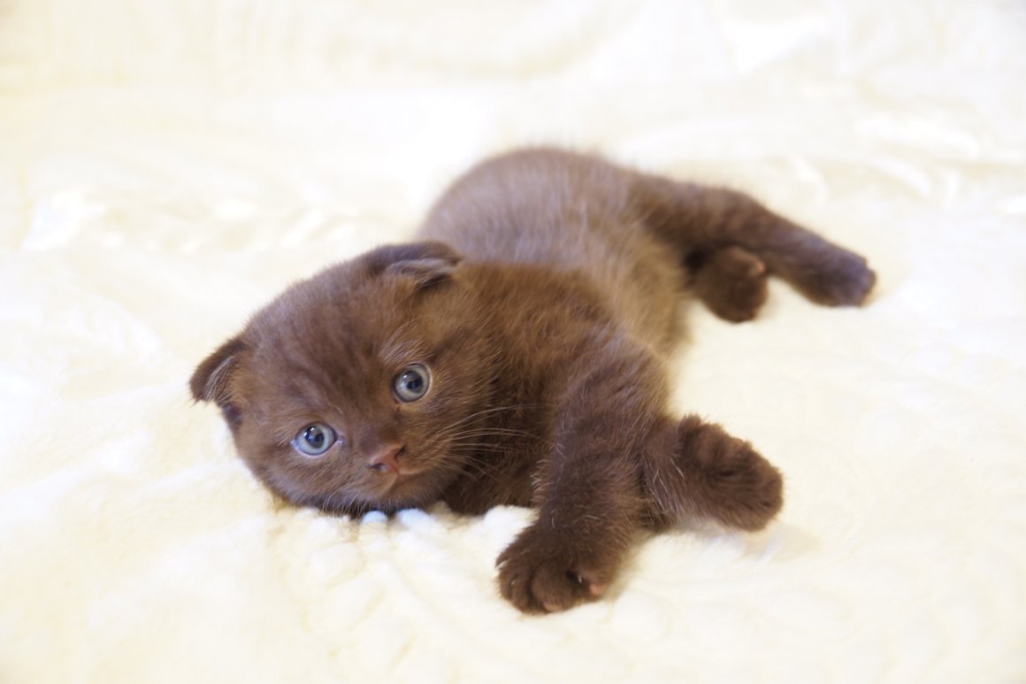 Циннамон шотландец вислоухий