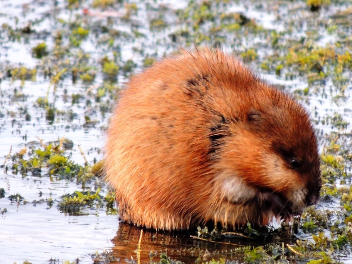 Бобр Речной обыкновенный
