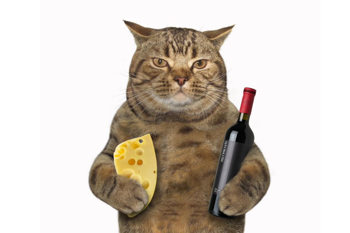 Котик с бутылкой вина