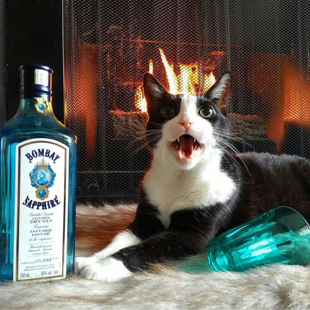 Аватарка пьяный кот