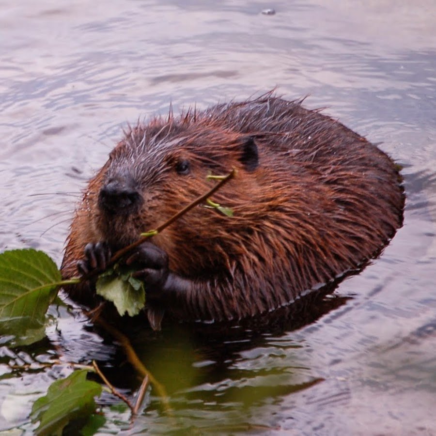 Канадский Бобр Северной Америки