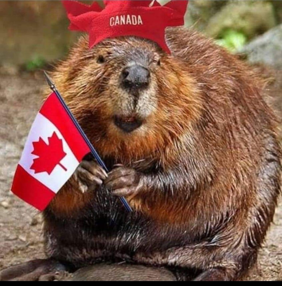 Бобр из мультика