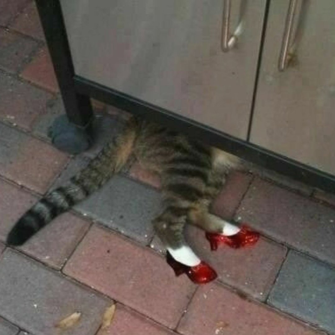 Пьяная кошечка