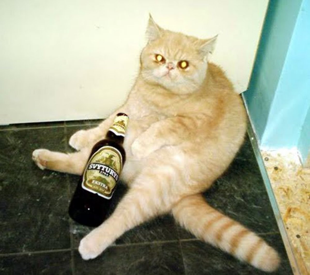 Пьяный котик