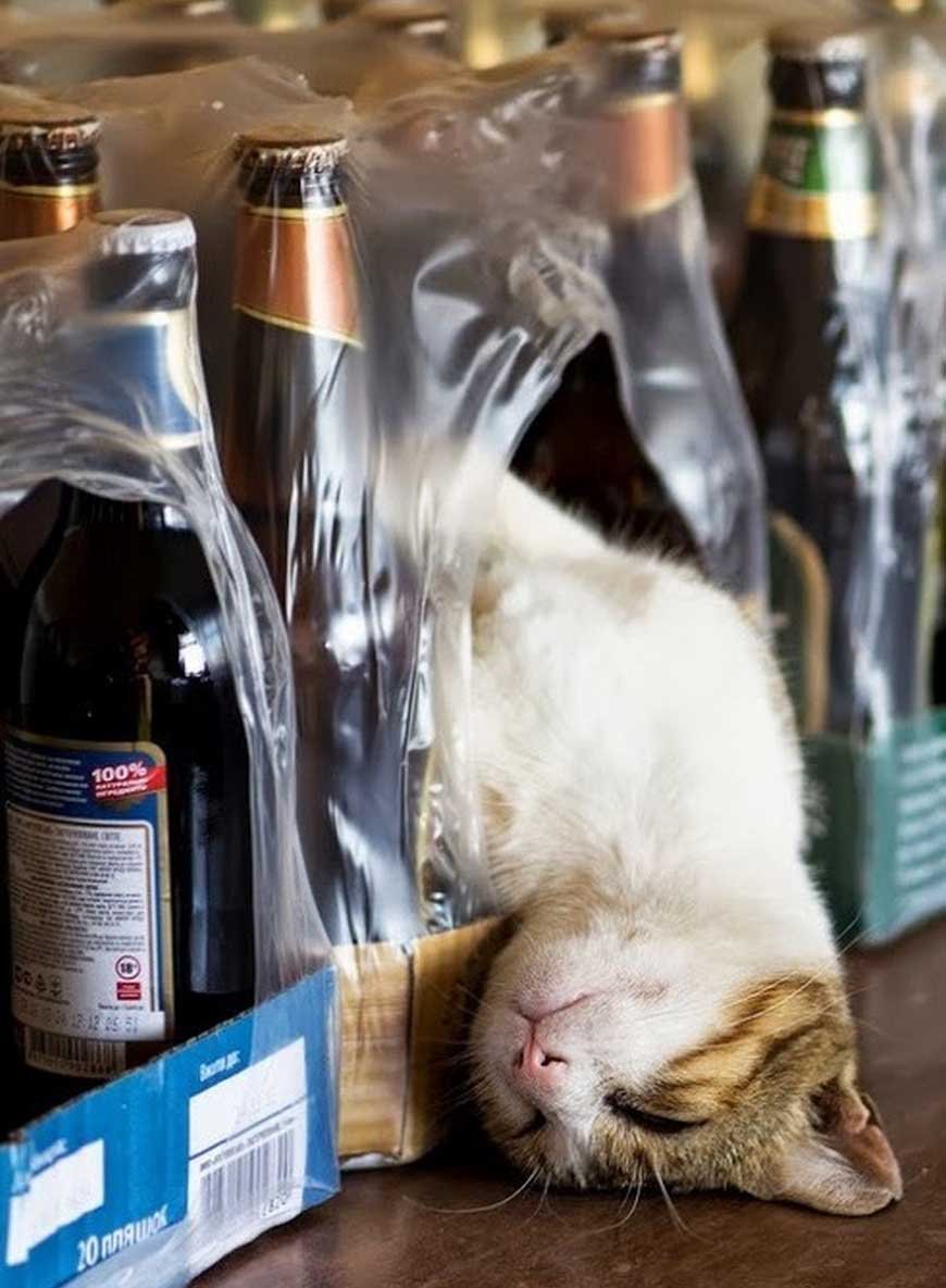 Пьяные коты