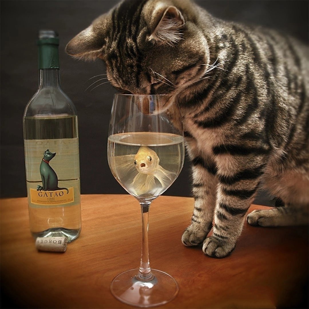 Котик с вином