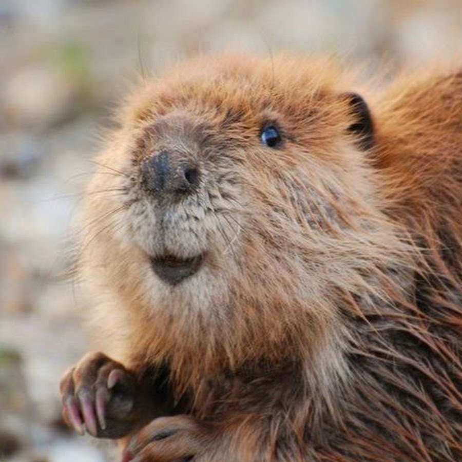 Рыжий бобер