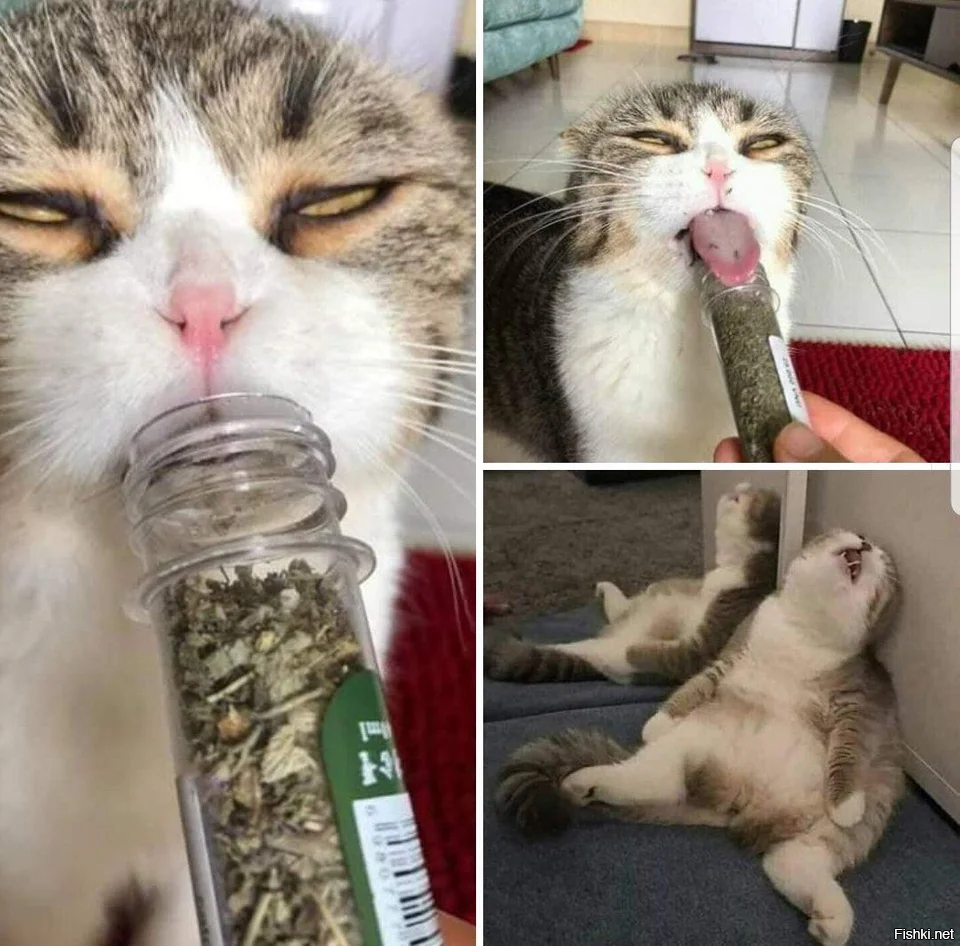 Кот наркоман горе всеме