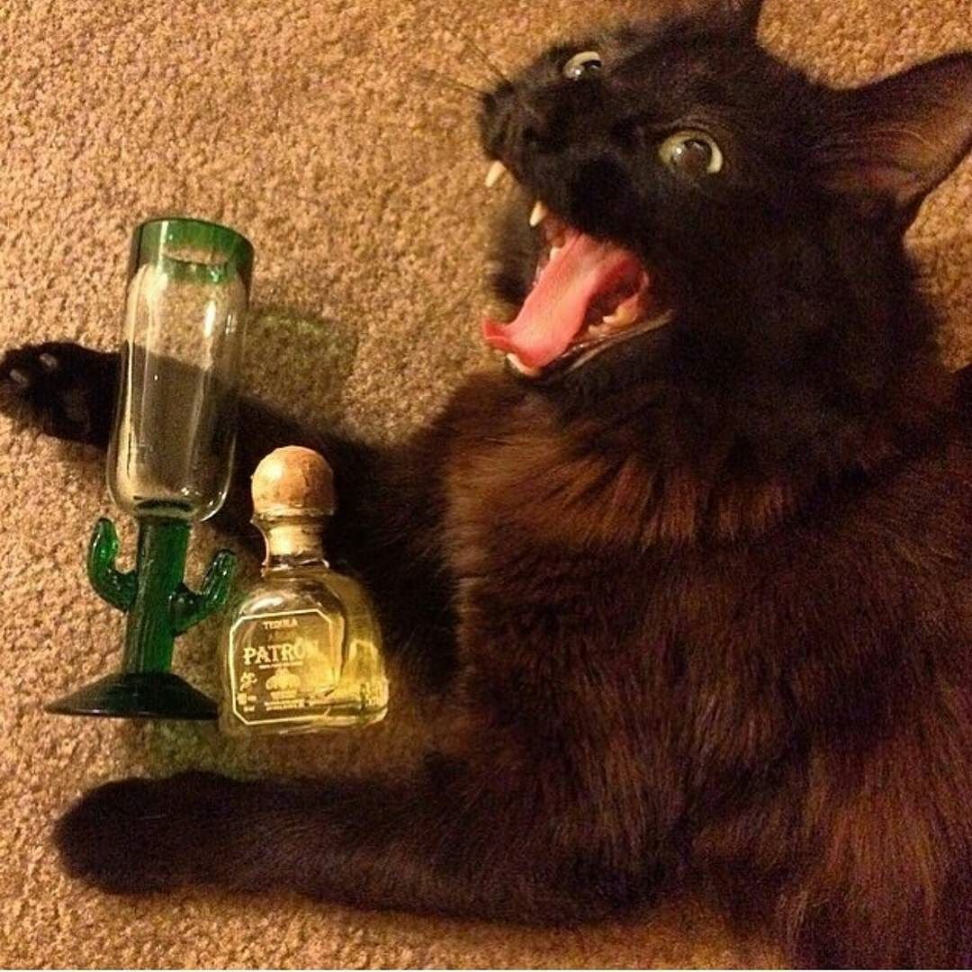 Чёрный кот бухает