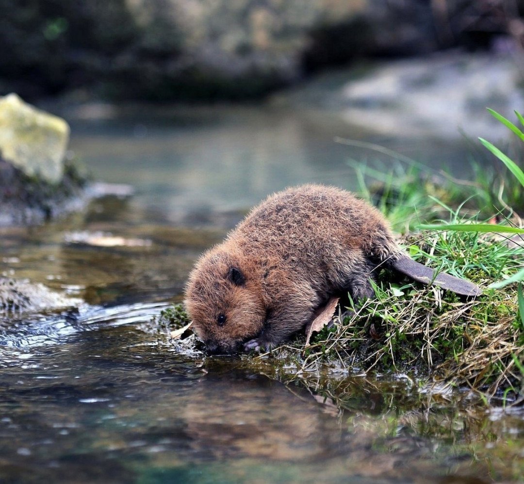 Бобер фэнтези