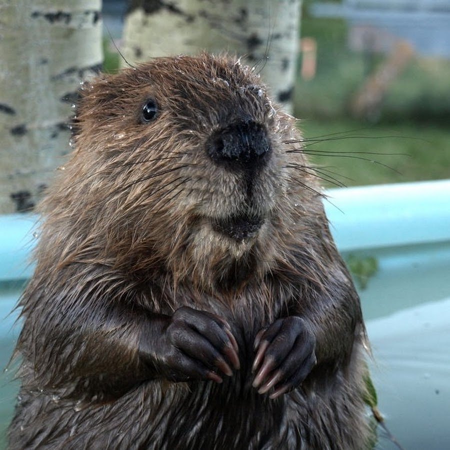 Бобрёнок Кнюх