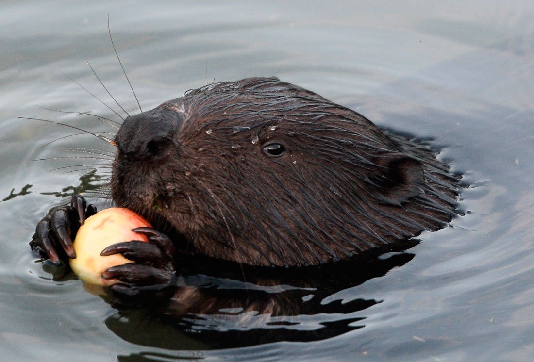 Речной Бобр