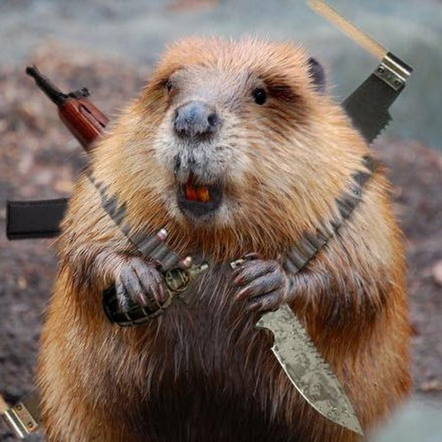 Испуганный Бобр