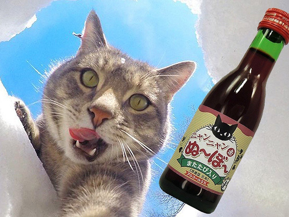 Кошачье пиво