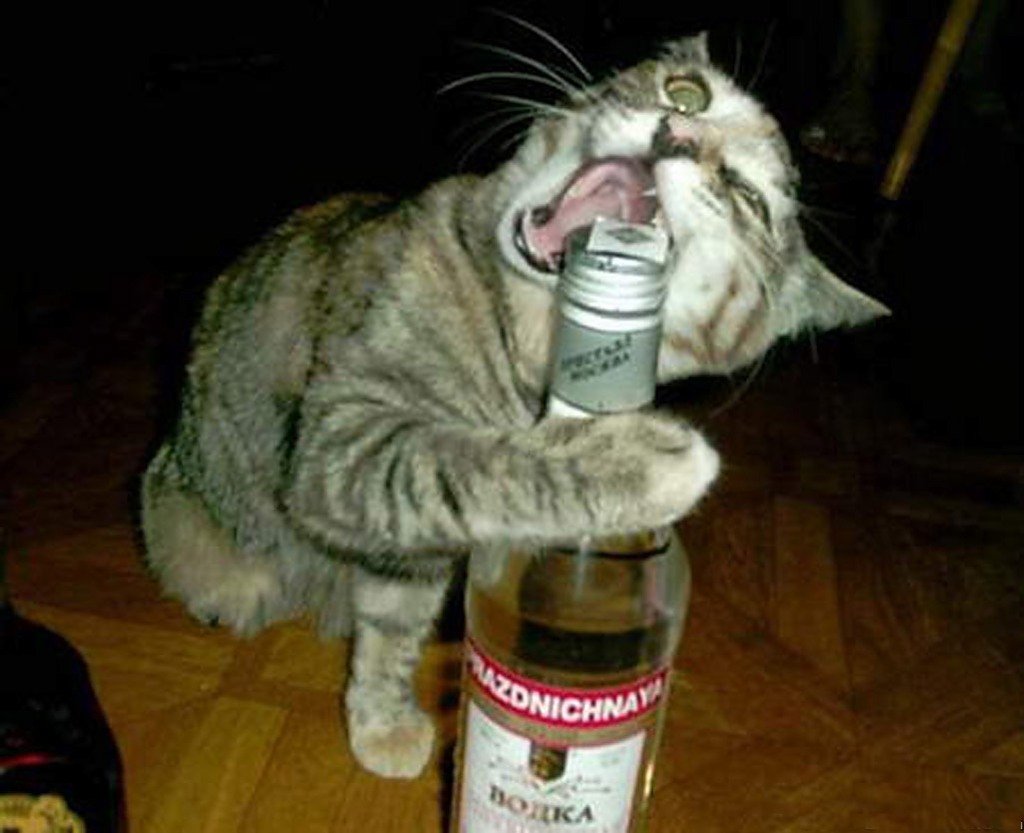 Кот пьет водку
