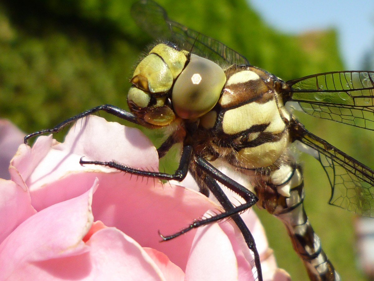 Крокодил с ушками