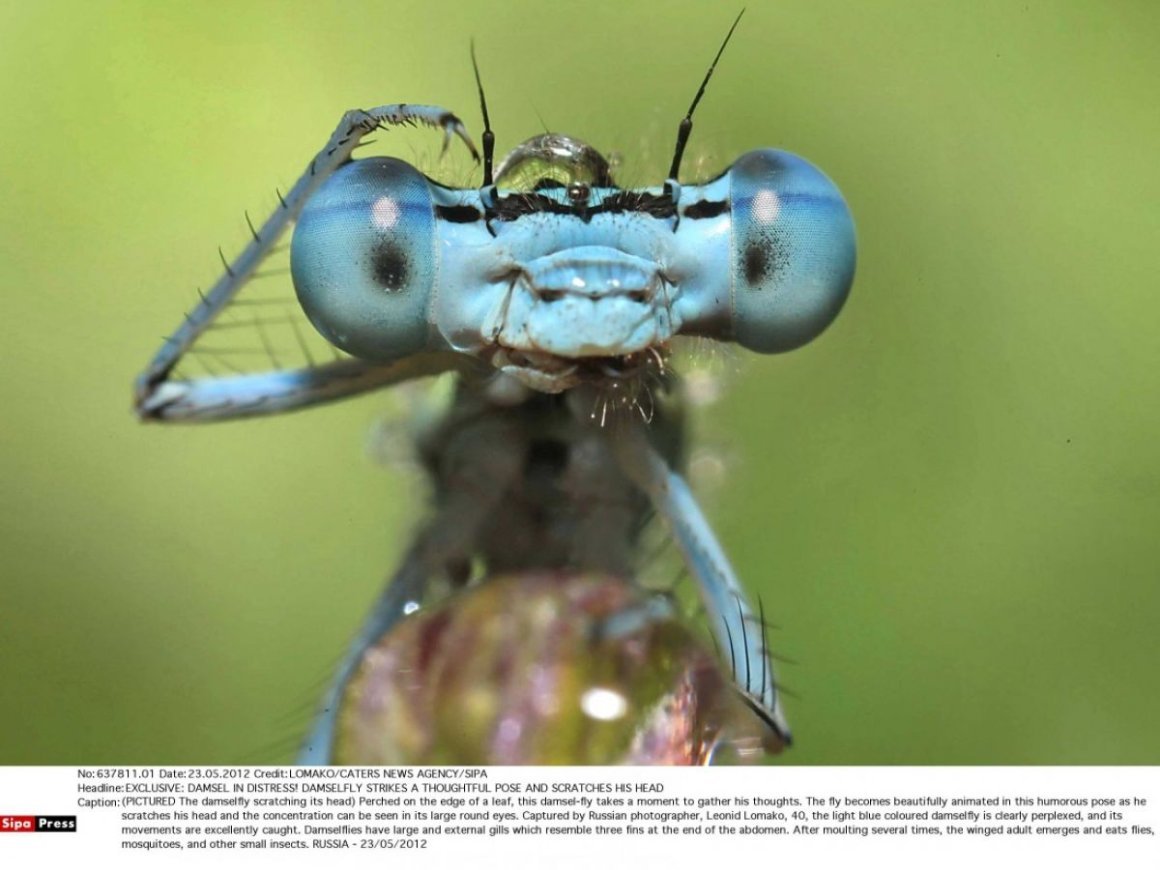Comedy Wildlife Photography Awards 2021