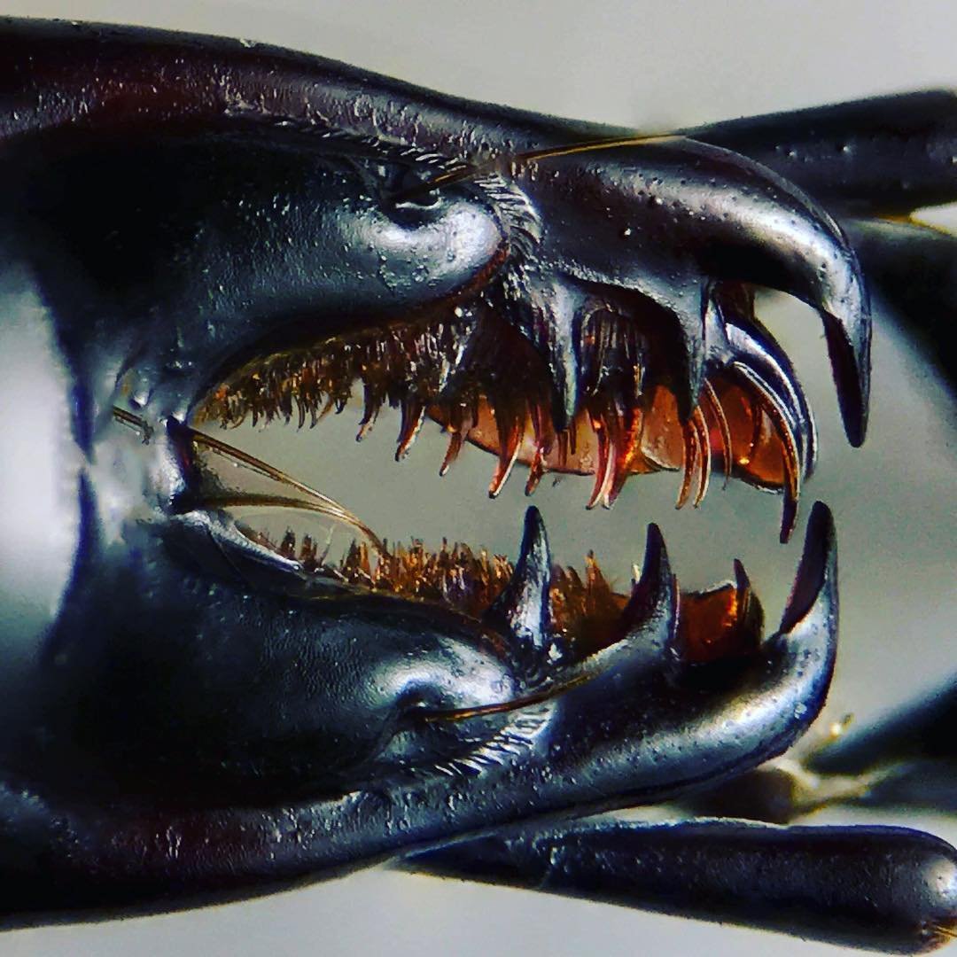 Рот Стрекозы