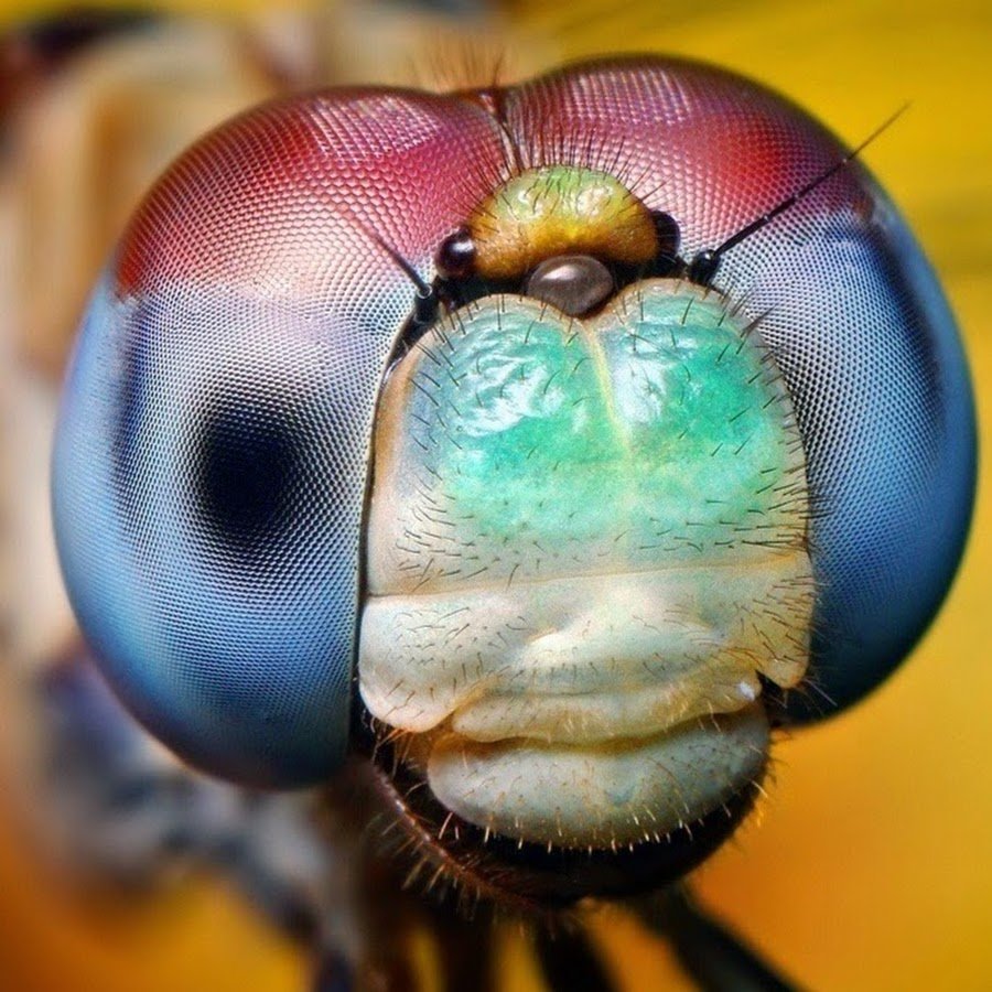 Фасеточные глаза Стрекозы