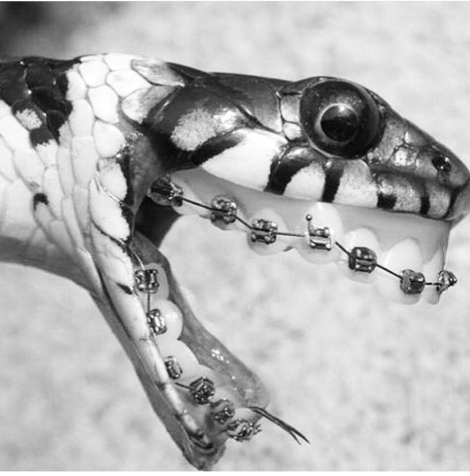 Стрекоза вблизи фото