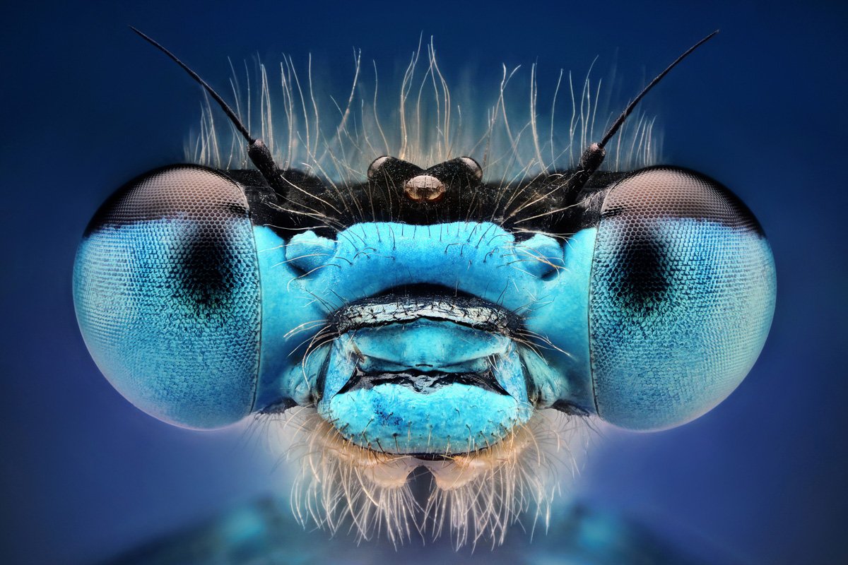 Фасеточные глаза мухи