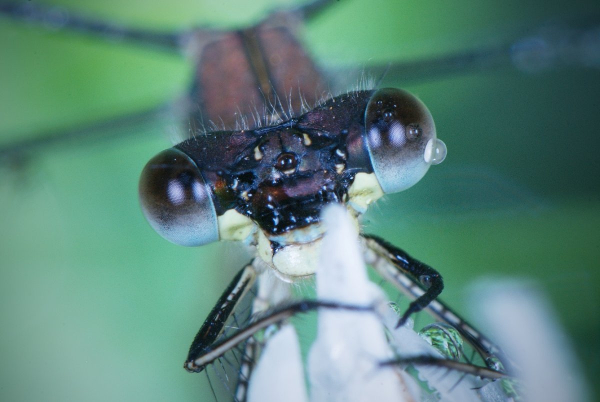 Зубы Стрекозы под микроскопом