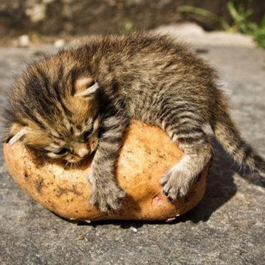 Бирюзовая кошка