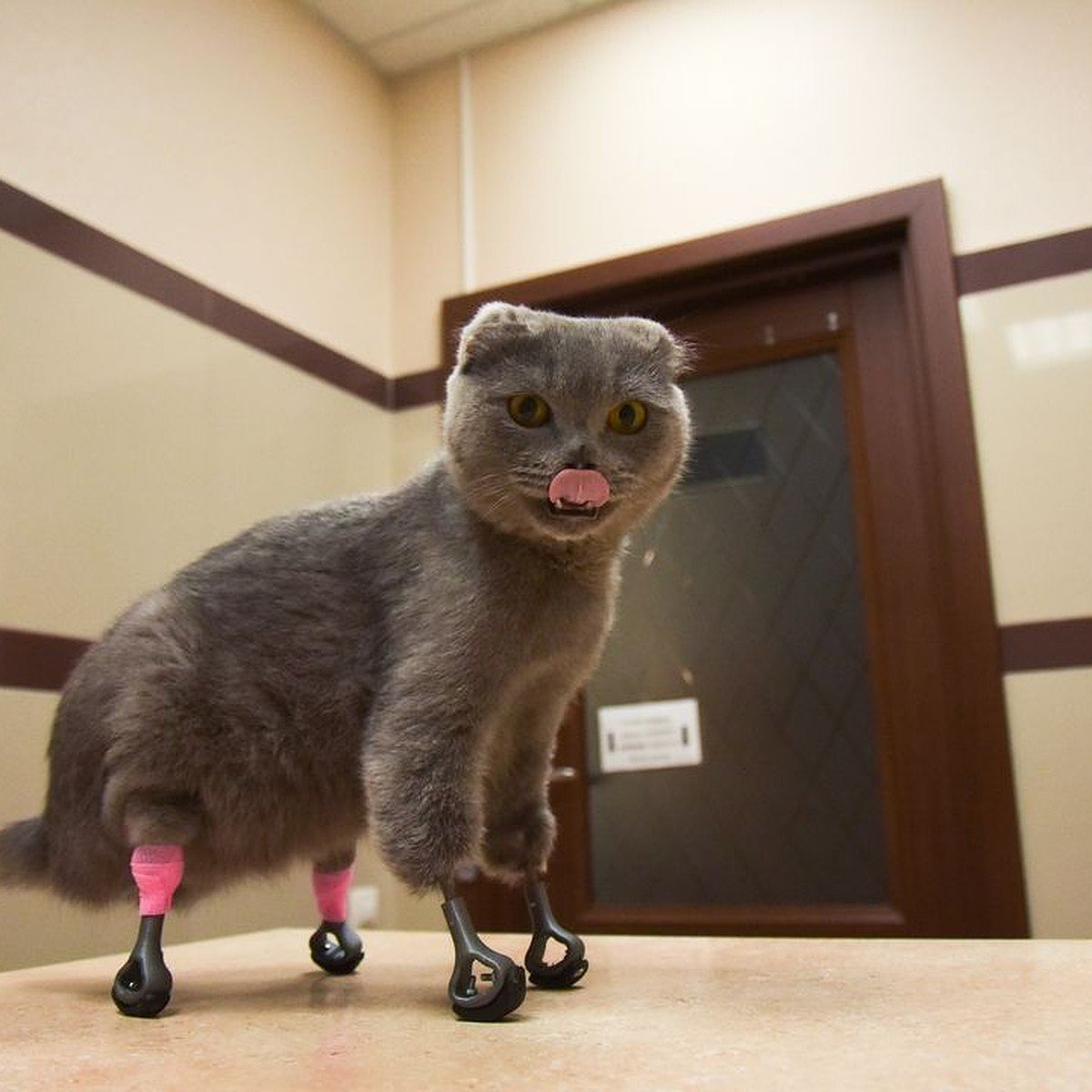 Жирный тигр