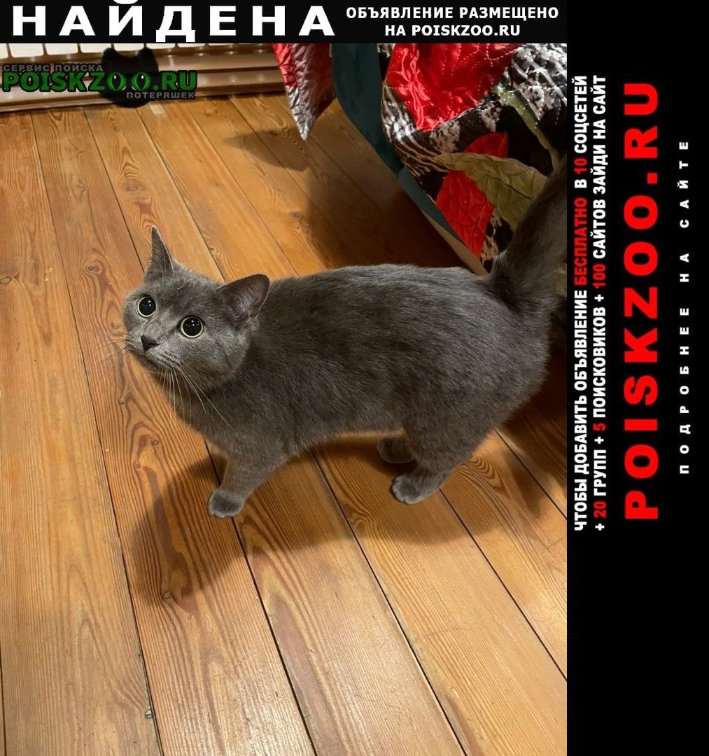 Селфи кота с собаками