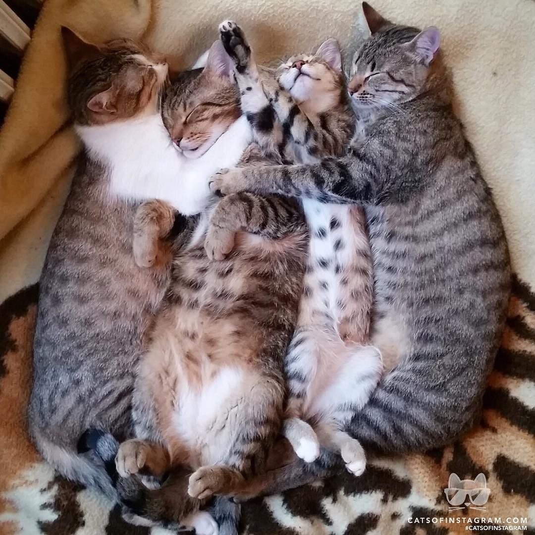 Много котиков